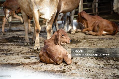 Anak Sapi Tergeletak Di Tengah Peternakan Sapi Perah Dengan Ternak Sapi