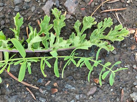 Tansy Ragwort and St. John’s Wort in the Homestead Pasture. — Wild