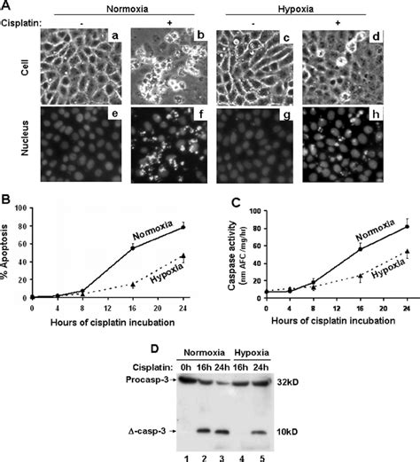 Suppression Of Cisplatin Induced Apoptosis By Hypoxia A Morphology