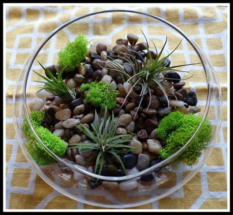 Aprils Homemaking Easy Air Plant Terrariums Air Plant Terrarium