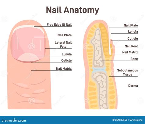 Dog Nail Structure Anatomy / Cartoon Vector | CartoonDealer.com #150125667