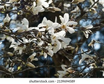 Naked Magnolia Images Stock Photos Vectors Shutterstock