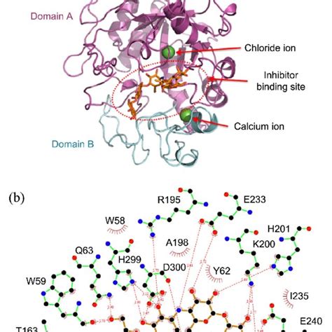 The Structure Of Hsa And The Interaction Model Between Hpa And