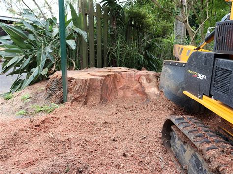 Stump Grinding Aukland Stump Removal Services Nz Tree Factor