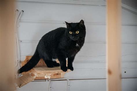 Das Gilt Es Zu Beachten Katzenschutz Verordnung Tritt In Kraft