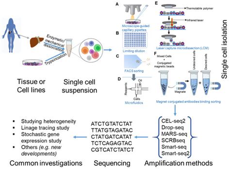 Cells Free Full Text Biological And Medical Importance Of Cellular Heterogeneity Deciphered