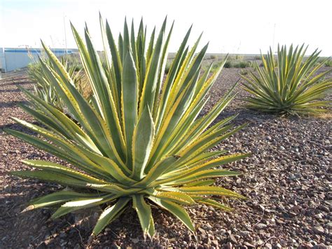 Agave murpheyi 'Rodney' (Varigated Murphy's Agave) - Mountain States Wholesale Nursery