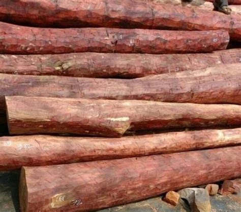 Brown Teak Wood Sandalwood For Furniture At Rs Kg In Nagaon Id