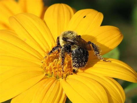 Bumble Bee On Tithonia Yellow Torch Amy Woodward Flickr