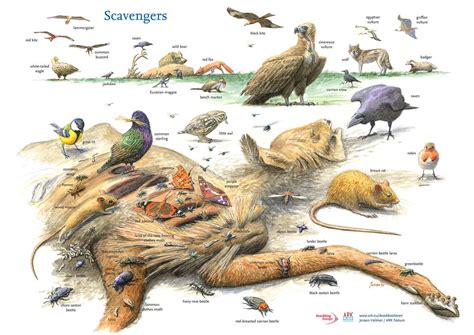 Introducing the Circle of Life | Rewilding Europe