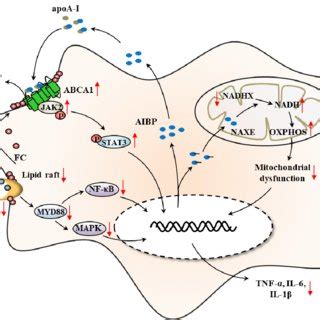 Postranslational modifications of CAAX proteins. The CAAX box sequence ... 