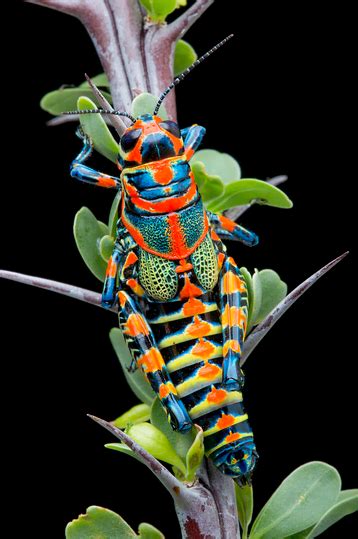 Rainbow Grasshopper Facts: These Beautiful Species Have Colors of the Rainbow - Odd Facts