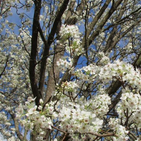 Bartlett Pear Tree - Stunning White Blooms and Fresh Pears — PlantingTree™