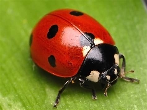 Ladybug | Ladybug, Animal wallpaper, Ladybird