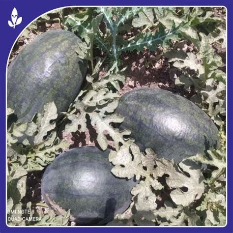 F Hybrid Watermelon Seeds Sagar King F Hybrid Watermelon Seeds