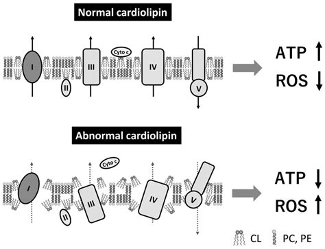 Division Of Cancer Biology