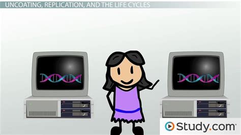 Virus Life & Replication Cycle | Overview, Stages & Types - Lesson ...