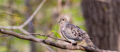 Difference Between Male And Female Mourning Dove