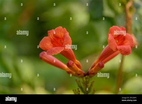 Beautiful Red Flowers Of The Trumpet Vine Or Trumpet Creeper Campsis