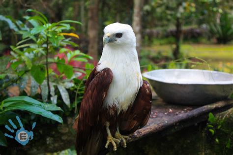 Discover Davao : The Philippine Eagle Center | Escape Manila