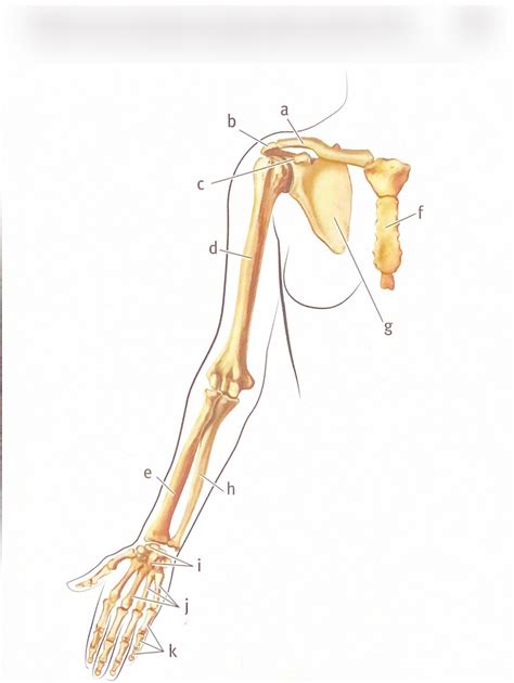 Right Pectoral Girdle And Upper Limb Anterior View Diagram Quizlet