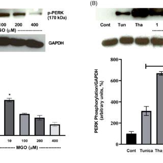 A Effects Of Different Concentrations Of Mgo On Perk Phosphorylation