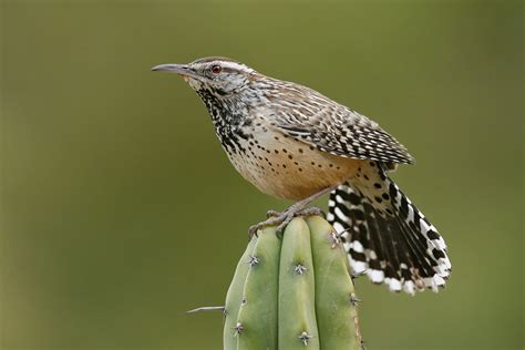 Animals In The Desert Region Of California