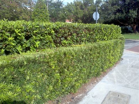 Buy Sweet Viburnum In Orlando Florida Lake Mary Kissimmee Sanford