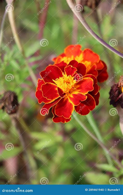 African Marigold stock photo. Image of erecta, mexican - 289461940