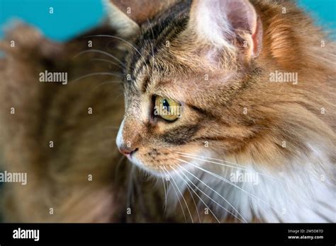 European common cat side view Stock Photo - Alamy