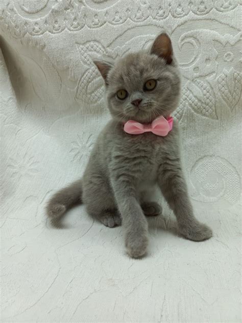 Gatinha British Shorthair Blue Pura Bajouca Olx Portugal