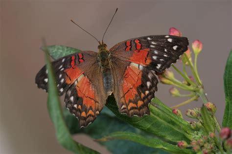 Inseto Borboleta Entomologia Foto Gratuita No Pixabay Pixabay