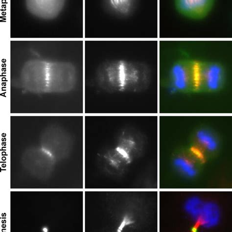 Kif14 Localizes To The Central Spindle And Midbody Hela Cells Download Scientific Diagram