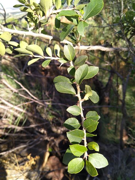 Thorn Pear From Carletonville 2499 South Africa On November 26 2022