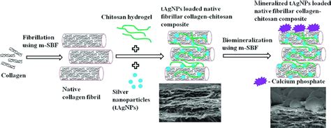 A Schematic Diagram Of The Collagen And Chitosan Composite Embedded