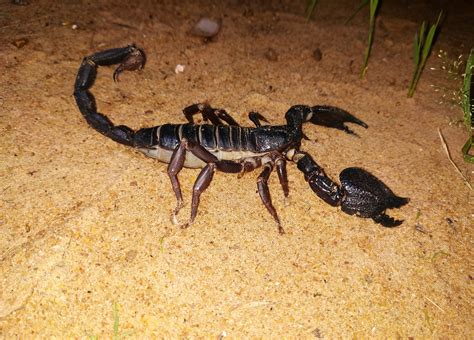 Biggest Real Scorpion In The World