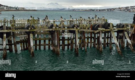 Big Cormorant Birds Sitting On Wooden Pier Stock Photo Alamy