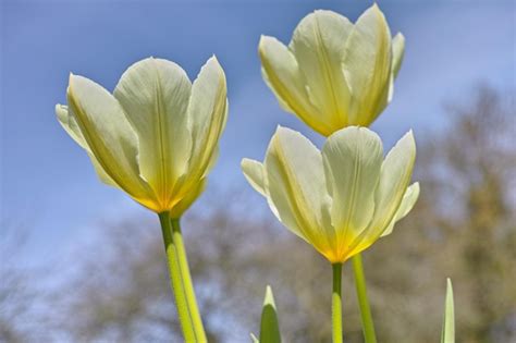 Hermosos tulipanes que crecen en un jardín botánico a principios de la