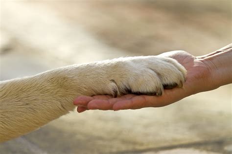 La Corretta Cura Della Zampa Del Cane