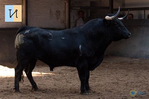 Estos Son Los Toros Para El Concurso De Ganader As En Las Ventas