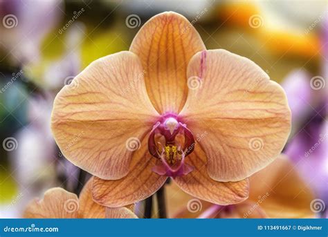 Orange Orchid Stock Image Image Of Green Branch Bokeh 113491667