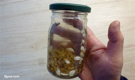 Homemade Rooting Hormone (with Photos & Video) - FigNut