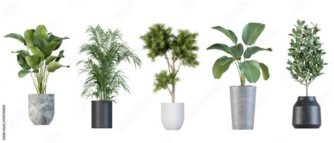 Plants In 3d Rendering Beautiful Plant In 3d Rendering Isolated Stock