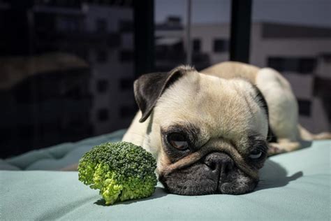 Los Perros Pueden Comer Brócoli ¿sí O No Wakyma