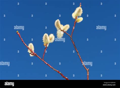Pussy Willows Blue Sky Stock Photo Alamy