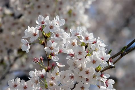 Lente Cherry Blossom Bloem Gratis Foto Op Pixabay Pixabay