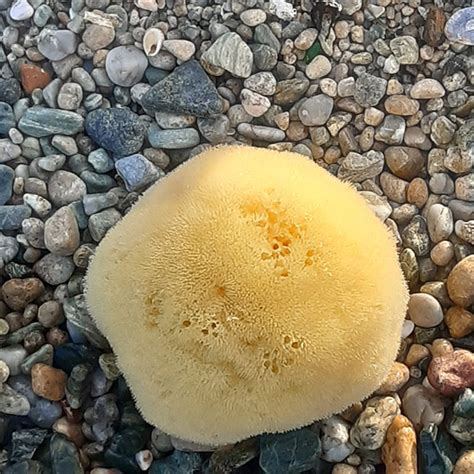 Porifera Natural Sea Sponges