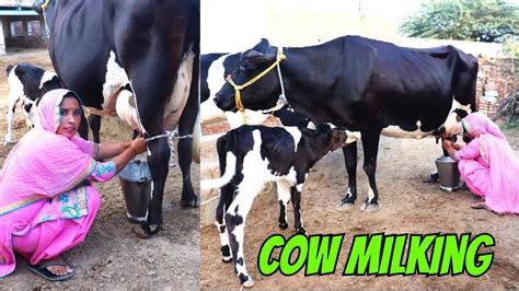 Cow Milking In Dairy Farm💕 Milking By Hand🥰 Village Life Of Punjab