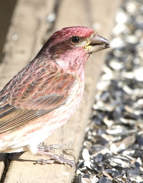 Bill Hubick Photography - Purple Finch (Carpodacus purpureus)