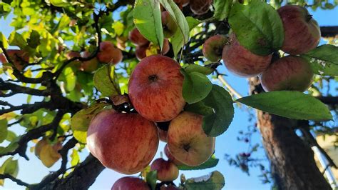 Obstb Ume Erfolgreiche Pflanzaktion Fortgesetzt